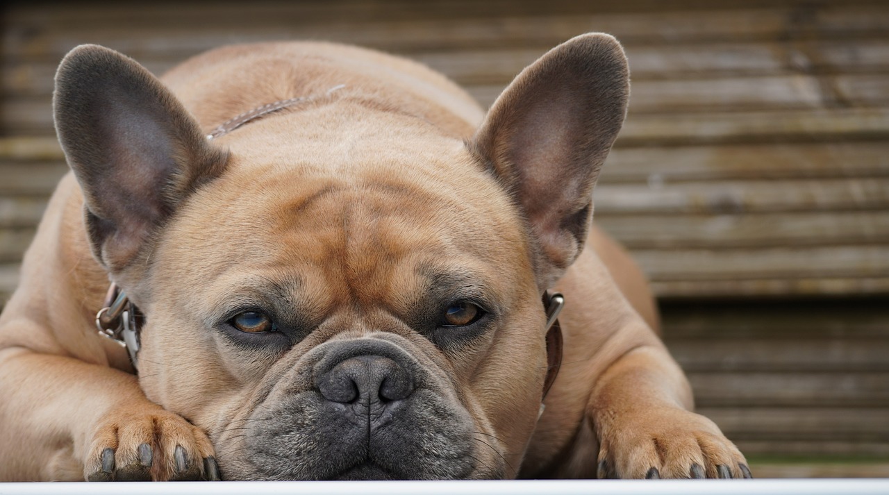 a brown dog laying on top of a white table, a portrait, by Etienne Delessert, pexels, photorealism, french bulldog, face!!!! close - up, pierced, sad cerulean eyes