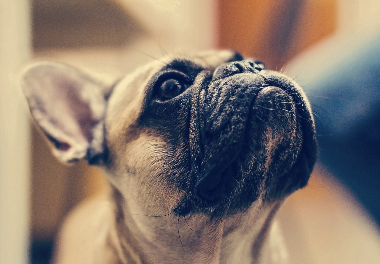 a close up of a dog looking up, a picture, by Matthias Weischer, shutterstock, french bulldog, closeup 4k, petite, bokeh”