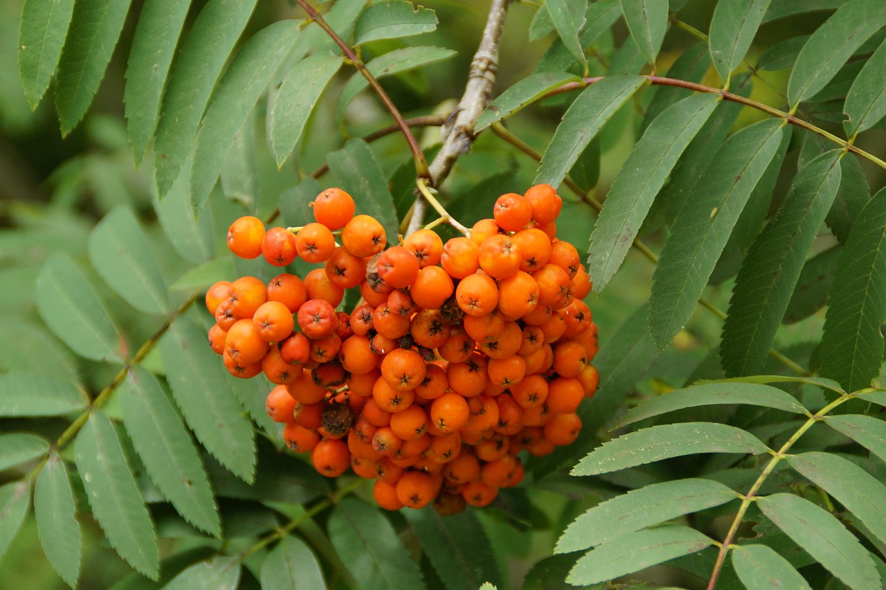 a bunch of orange berries hanging from a tree, hurufiyya, woody foliage, ash thorp, avatar image, southern slav features
