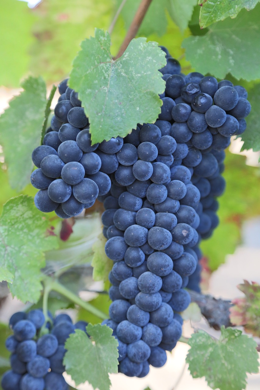 a bunch of blue grapes hanging from a vine, a portrait, flickr, avatar image, chilean, red wine, version 3