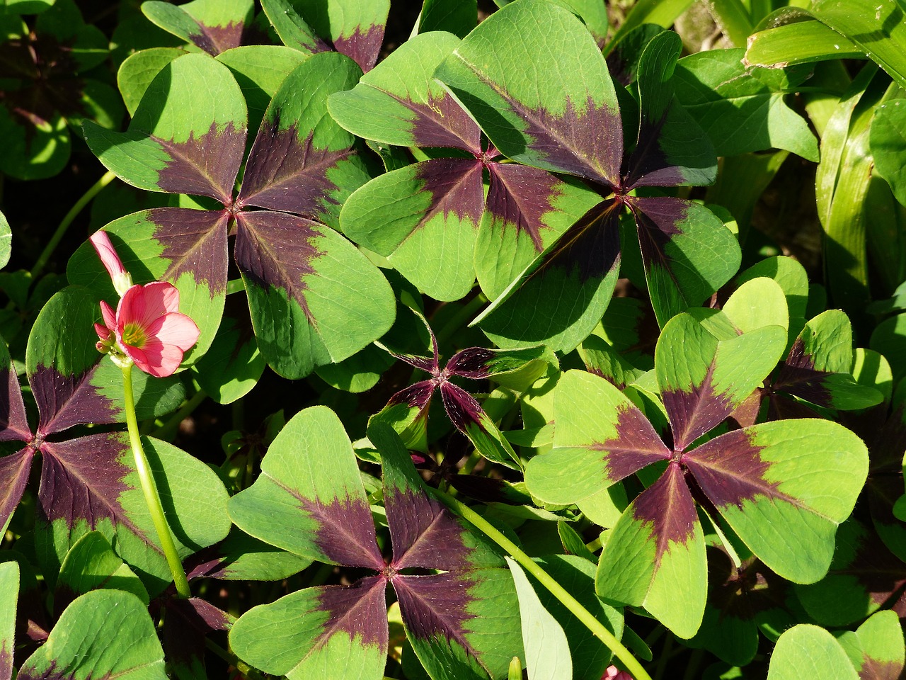 a close up of a green plant with purple leaves, hurufiyya, background full of lucky clovers, shurikens, irish, reddish