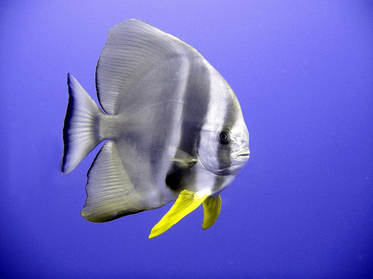 a close up of a fish on a blue background, by Hans Werner Schmidt, flickr, silver and yellow color scheme, award - winning photo. ”