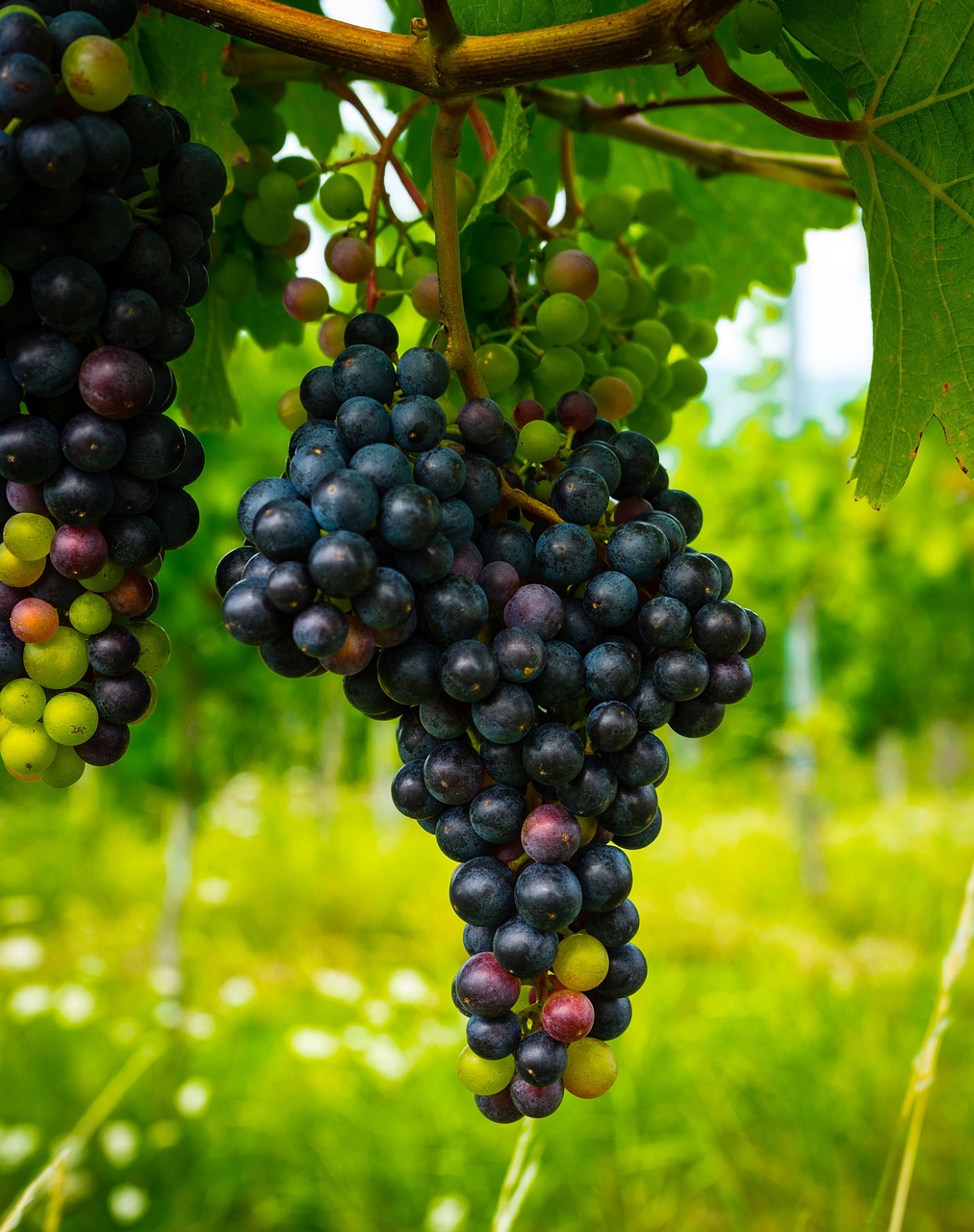 a bunch of grapes hanging from a vine, shutterstock, figuration libre, 🦩🪐🐞👩🏻🦳, hdr photo, ny, discovered photo