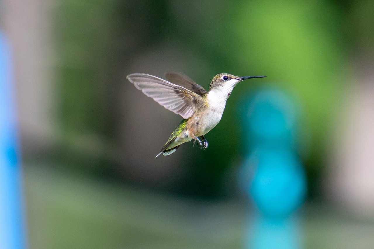 a bird that is flying in the air, the emerald herald in the garden, from wheaton illinois, captured on canon eos r 6, dof narrow