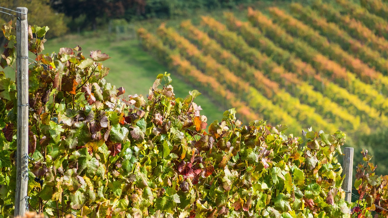 a bunch of vines that are growing in a field, a picture, by Richard Carline, shutterstock, color field, autum garden, hillside, a landscape of hedge maze, shot on nikon d 3 2 0 0