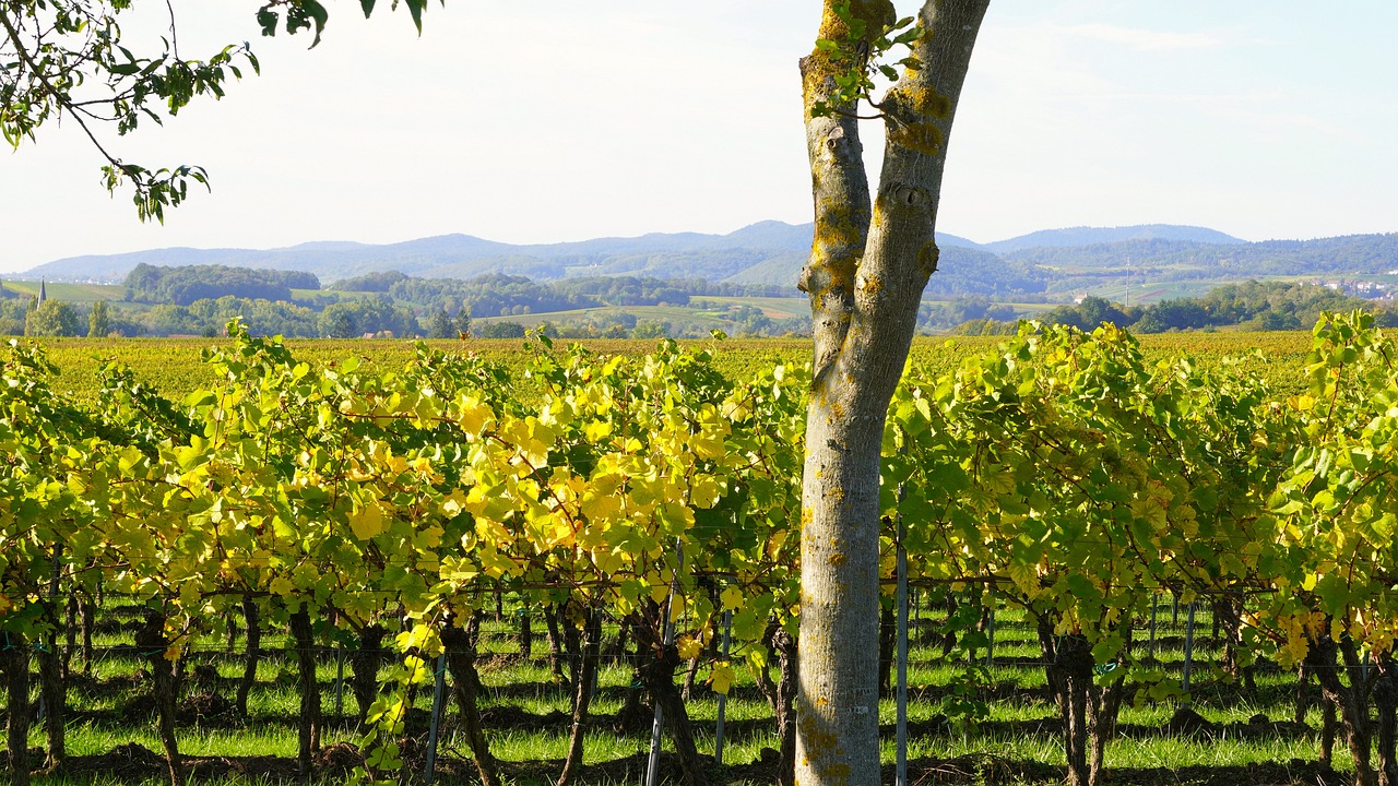 a view of a vineyard with a tree in the foreground, pixabay, figuration libre, zoomed in, lourmarin, background image