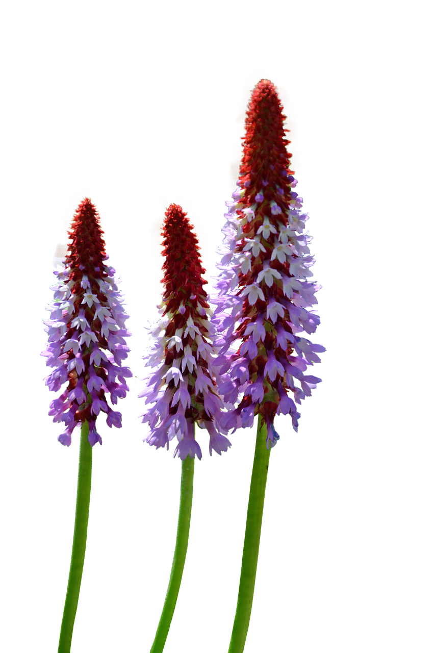 three purple and white flowers against a black background, a digital rendering, by Jan Rustem, flickr, grape hyacinth, purple and red colors, overgrown with orchids, microscopic photo