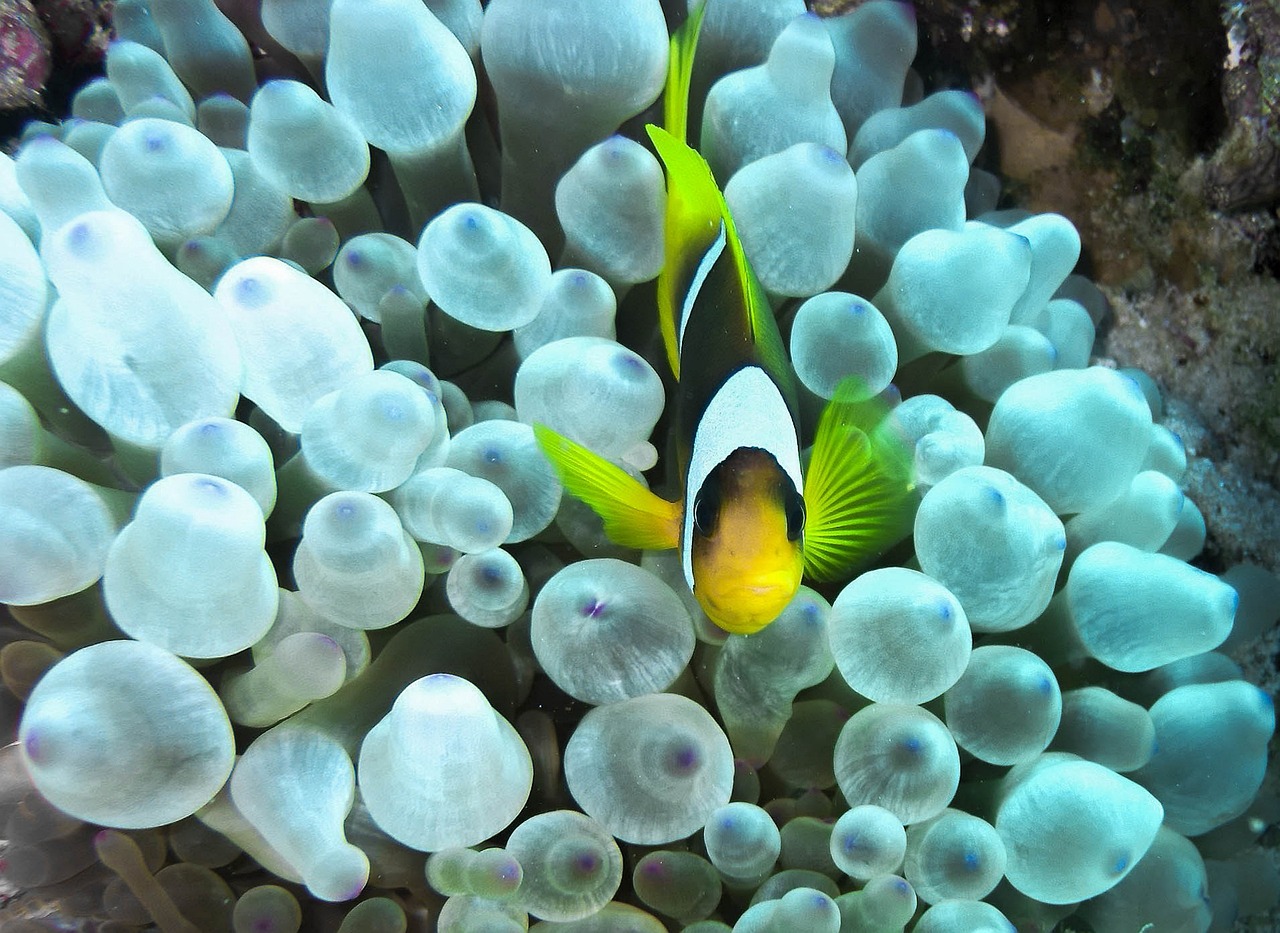 a close up of a fish in a sea anemone, flickr, precisionism, bolts of bright yellow fish, true realistic image, bubbles ”, black an white