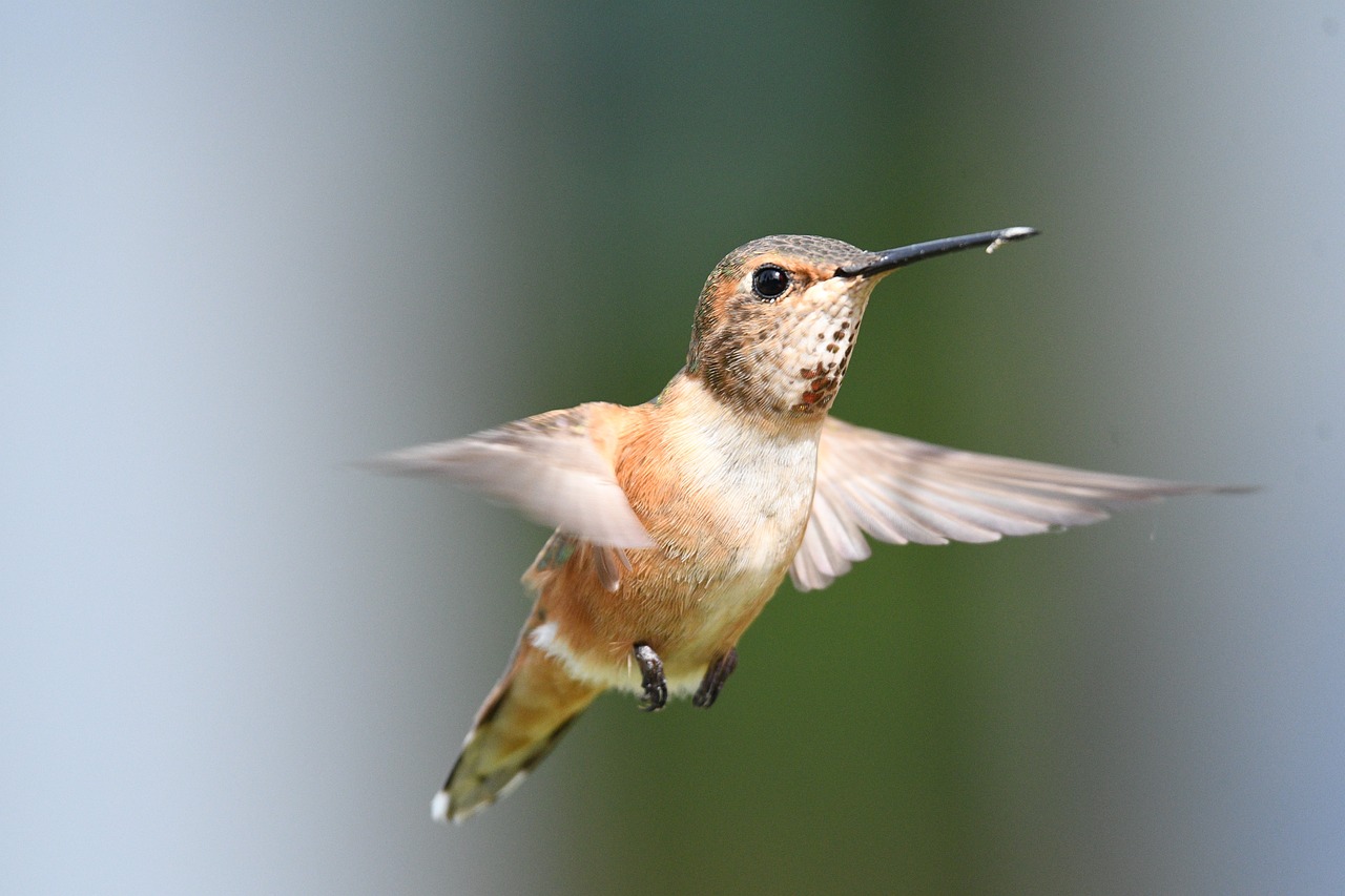 a bird that is flying in the air, by Linda Sutton, flickr, hurufiyya, hummingbird, stock photo, sienna, fully body photo