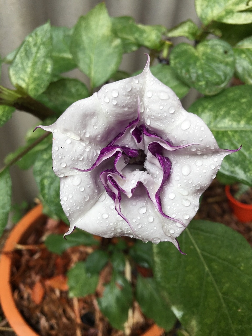 a close up of a flower in a pot, by Mandy Jurgens, reddit, arabesque, darling wash off in the rain, white and purple, overcast!!!, mid 2 0's female