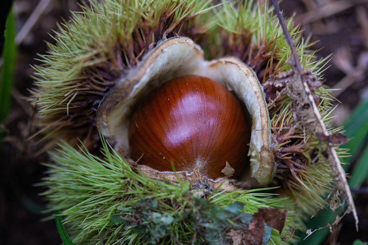 a close up of a nut on a tree, a macro photograph, hurufiyya, in a woodland glade, in the autumn forest, portait photo
