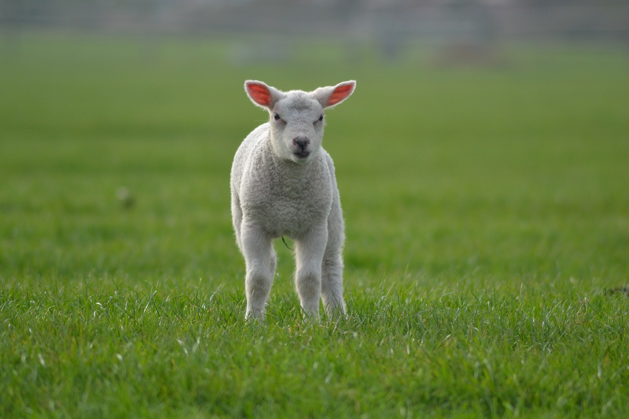 a white sheep standing on top of a lush green field, a picture, by Jan Tengnagel, puppy, local conspirologist, yorkshire, college