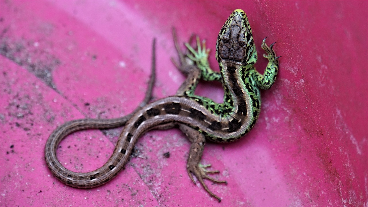 a lizard sitting on top of a pink surface, a photo, flickr, hurufiyya, green skin. intricate, salamander, twoface, 1 female