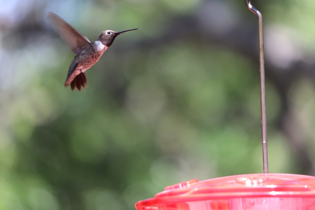 a hummingbird flying over a red bird feeder, by Jim Nelson, pexels, high res photo, thin antennae, hologram hovering around her, brown tail