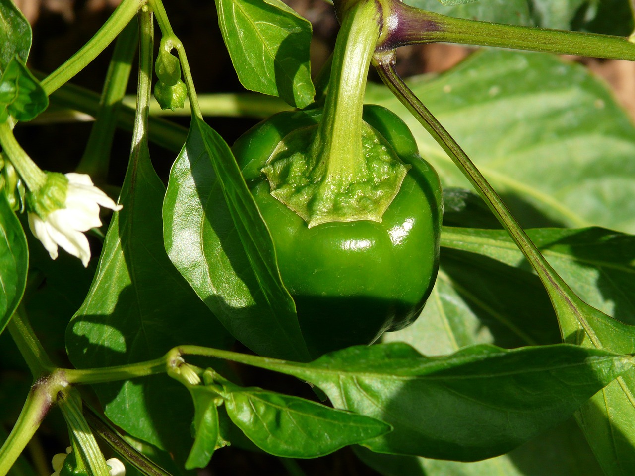 a close up of a green pepper on a plant, a picture, by Robert Brackman, pixabay, photo taken from far away, pot-bellied, sepals forming helmet, shaded