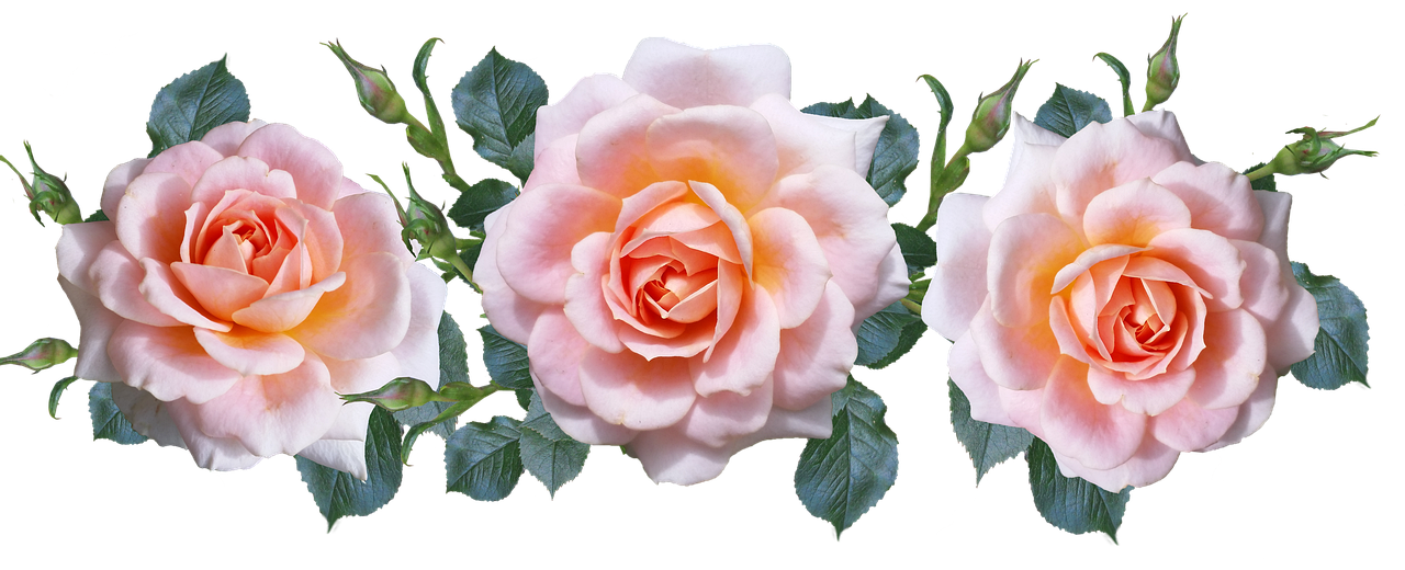 three pink roses with green leaves on a black background, a digital rendering, inspired by Rose O’Neill, (light orange mist), banner, zoomed out to show entire image, various posed