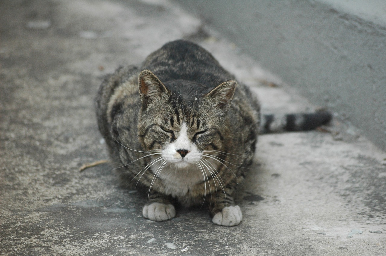 a cat that is sitting on the ground, by Yi Jaegwan, flickr, shin hanga, scowling, older male, obese ), with a white nose