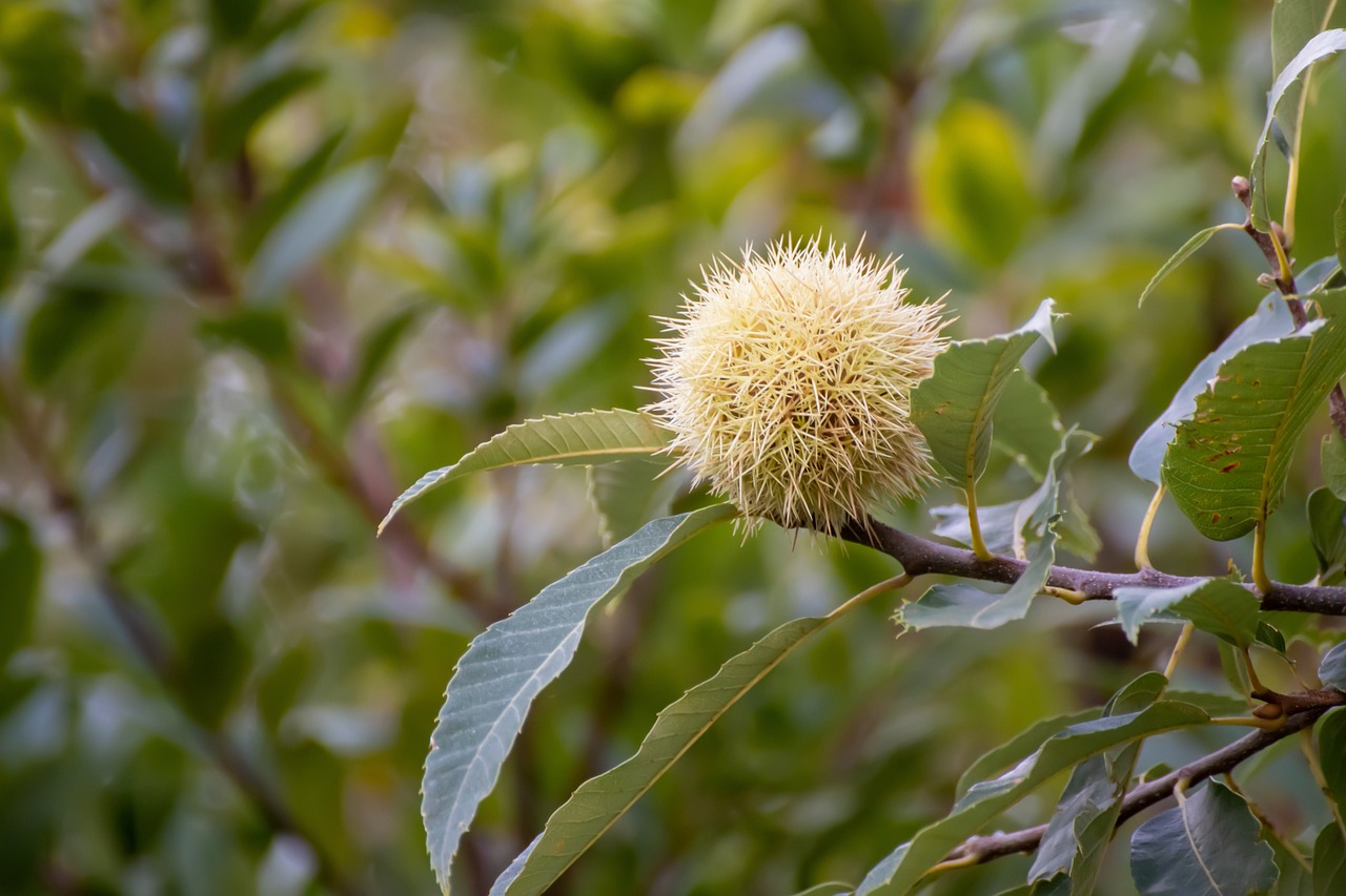 a close up of a flower on a tree, hurufiyya, puffballs, spikes on the body, high quality product image”, kiwi fruit