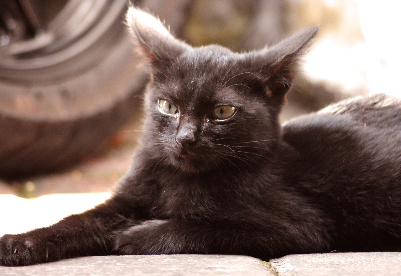 a black cat laying on the ground next to a tire, a portrait, by Maksimilijan Vanka, flickr, with pointy ears, portrait of a kitten, kitty-bird hybrid, full head shot