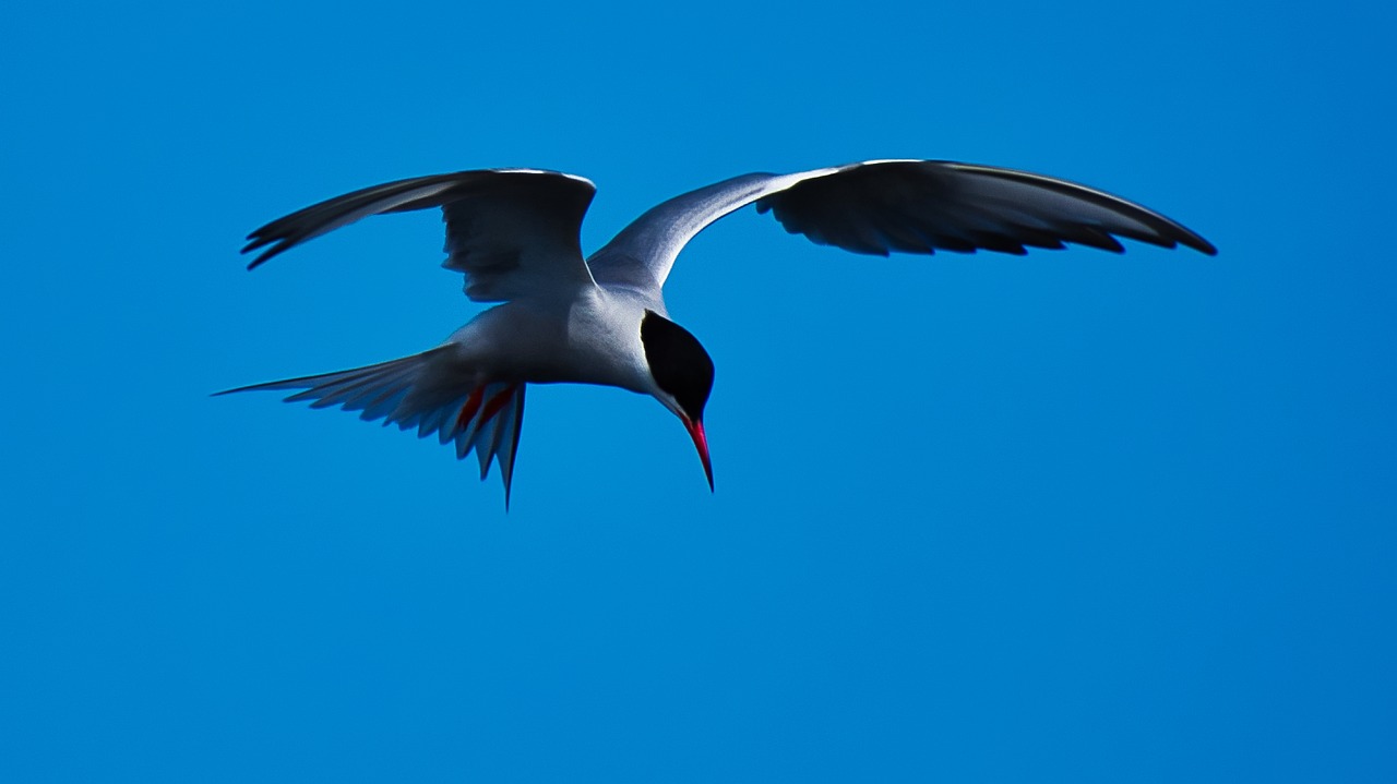 a bird that is flying in the sky, a picture, by Jan Rustem, red eyed, crisp smooth lines, blue sky, sprawling