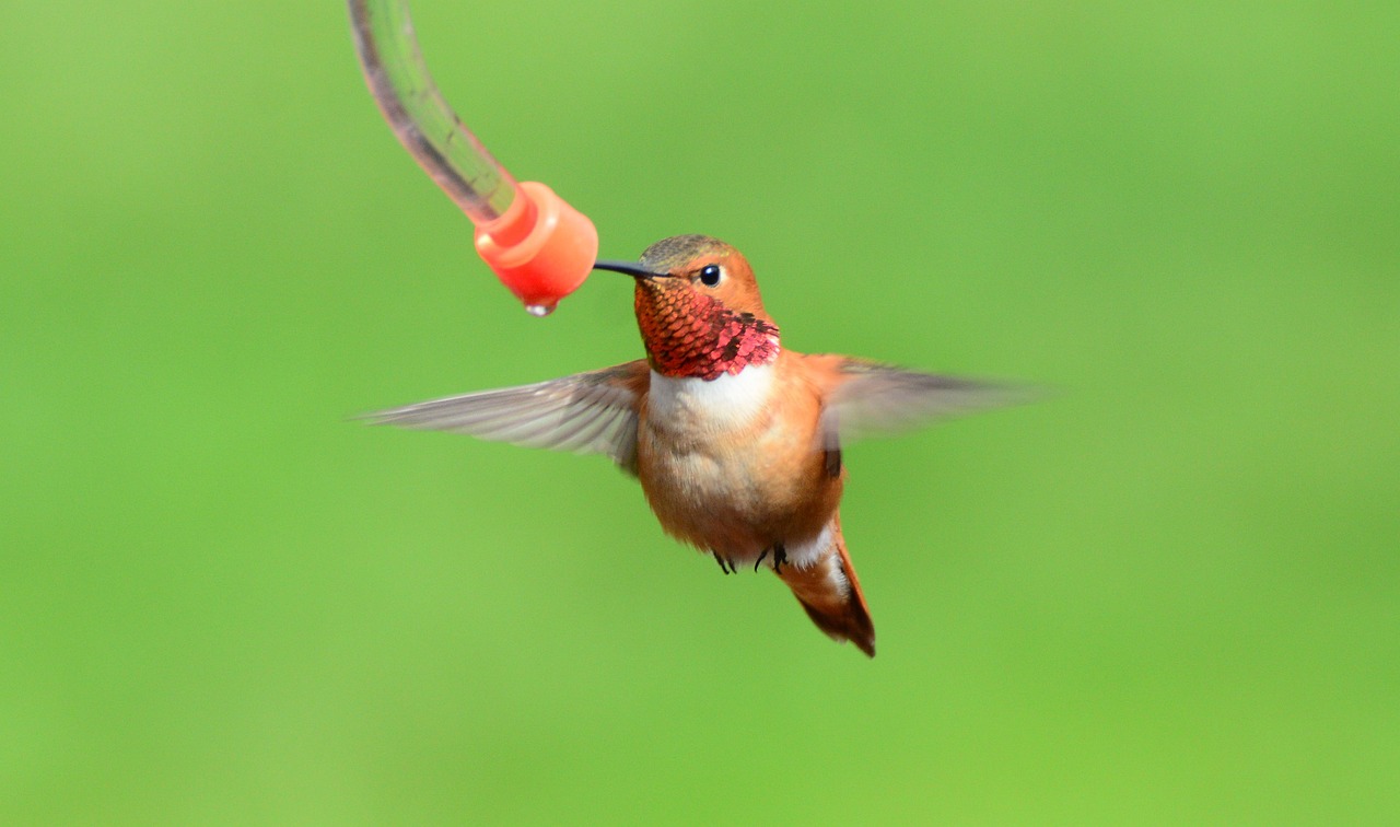 a bird that is flying through the air, by David Budd, flickr, hurufiyya, hummingbird, bird\'s eye view, drink, around a neck