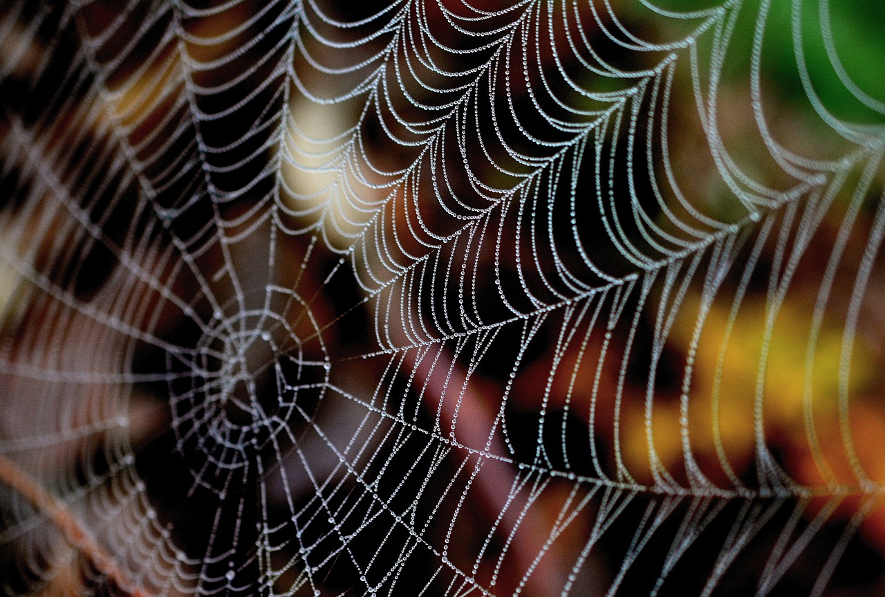 a spider web with water droplets on it, a macro photograph, by Tom Carapic, shutterstock, details and vivid colors, photorealistic and intricate, strings of pearls, 4k high res