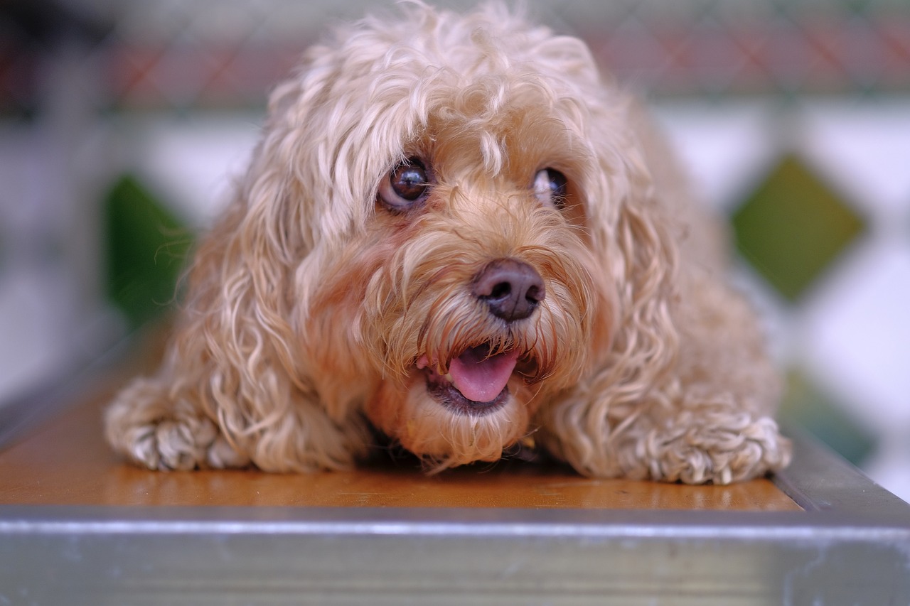 a dog sitting on top of a wooden table, a portrait, pexels, photorealism, curly blond, mouth slightly open, small dog, reddish
