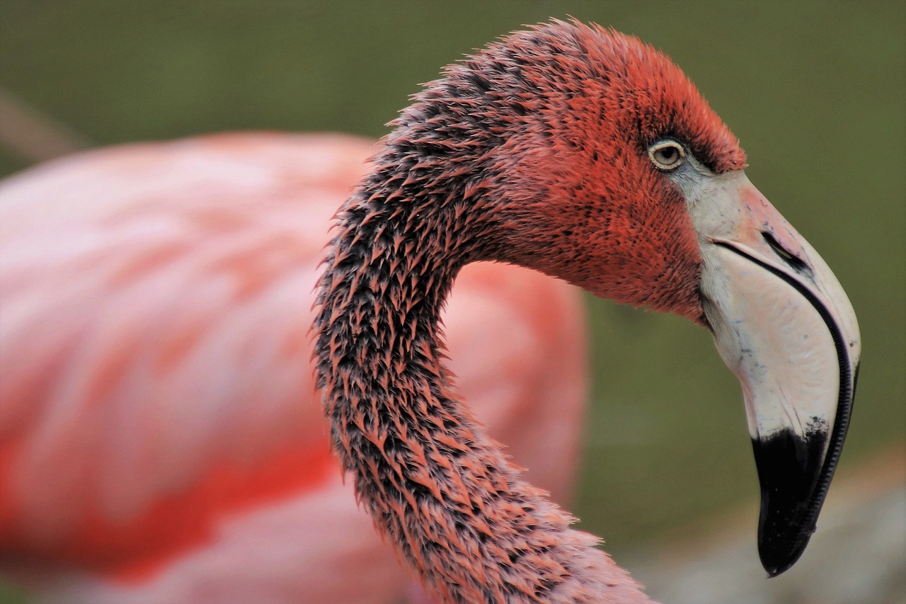 a close up of a flamingo's head and neck, a picture, by Hans Werner Schmidt, red bird, wallpaper - 1 0 2 4, young male, rubedo