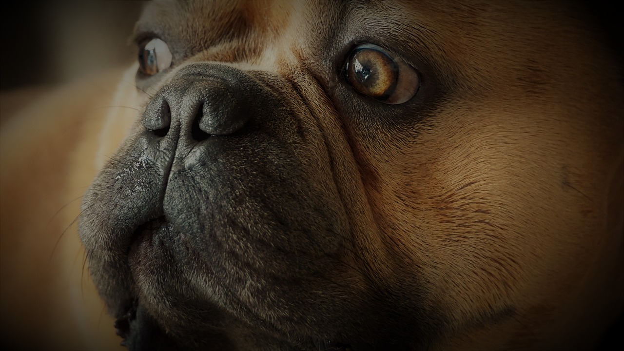 a close up of a dog's face with a blurry background, shutterstock, photorealism, french bulldog, banner, fierce expression 4k, edited