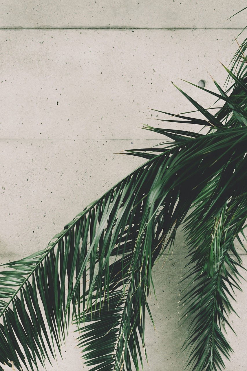 a palm tree in front of a concrete wall, postminimalism, highly detailed green leaves, summer vibe, celebration, complex and desaturated