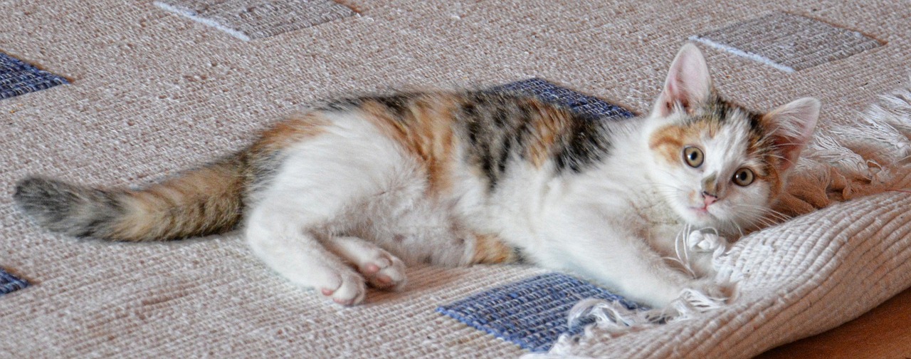 a cat is laying on a blanket on the floor, by Marie-Gabrielle Capet, flickr, sōsaku hanga, banner, calico, cat dog hybrid, slightly pixelated