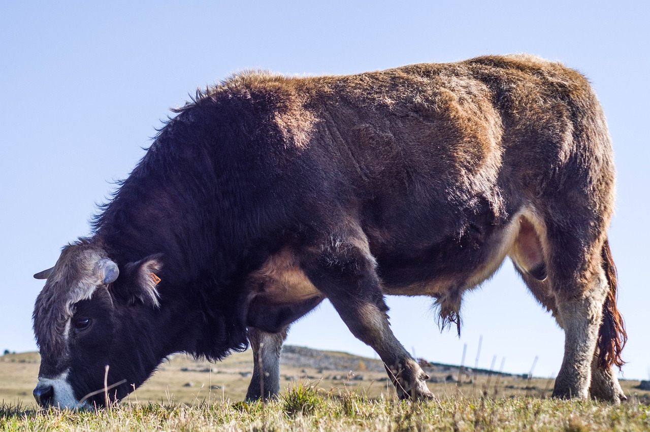 a large brown cow standing on top of a grass covered field, inspired by Giuseppe Bernardino Bison, unsplash, figuration libre, giant kicking foot, hunting buffalo, side view close up of a gaunt, hasbulla magomedov