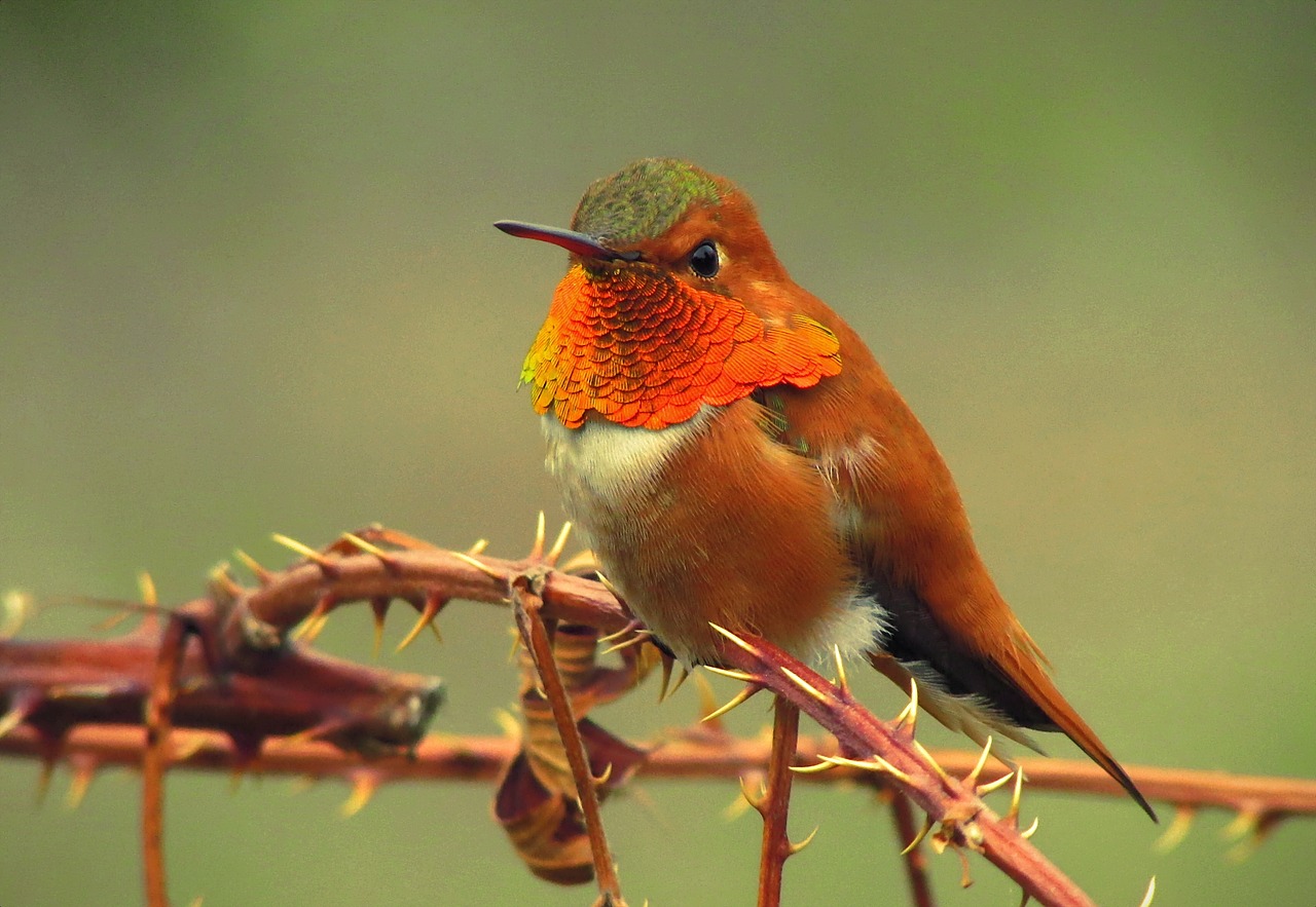 a small bird sitting on top of a tree branch, a portrait, by Robert Brackman, flickr, red and orange colored, hummingbird, rubedo, peruvian looking