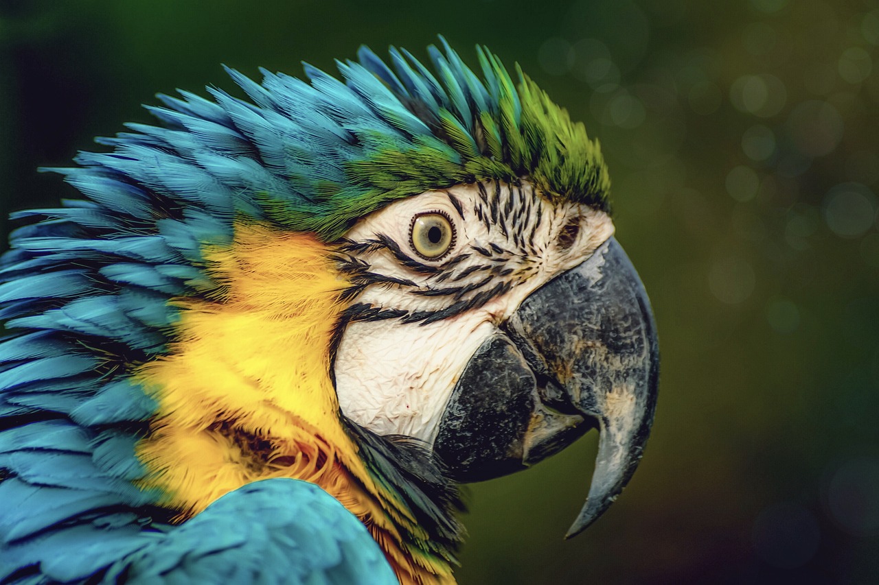 a close up of a parrot's face with a blurry background, a colorized photo, by Galen Dara, pixabay contest winner, photorealism, cinematic blue and gold, beautiful art uhd 4 k, profile posing, crypto