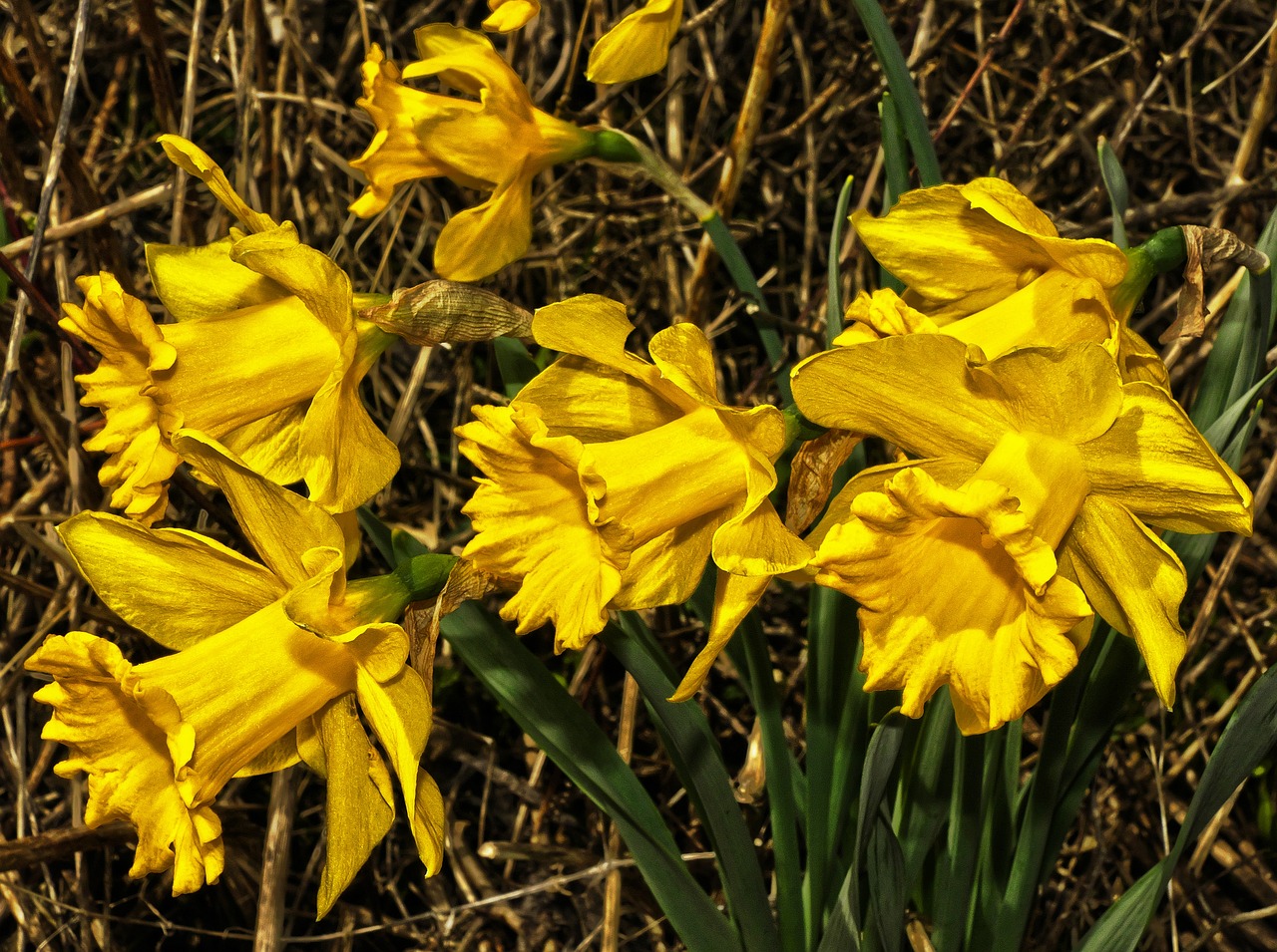 a group of yellow daffodils in a field, a portrait, flickr, hyperdetail, ruffles, roadside, f / 3