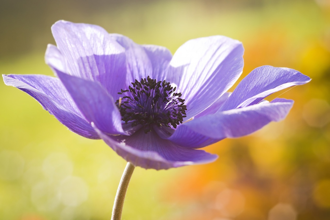 a close up of a purple flower with a blurry background, a picture, by Jan Rustem, anemones, tribute to life, on a sunny day, full of colour