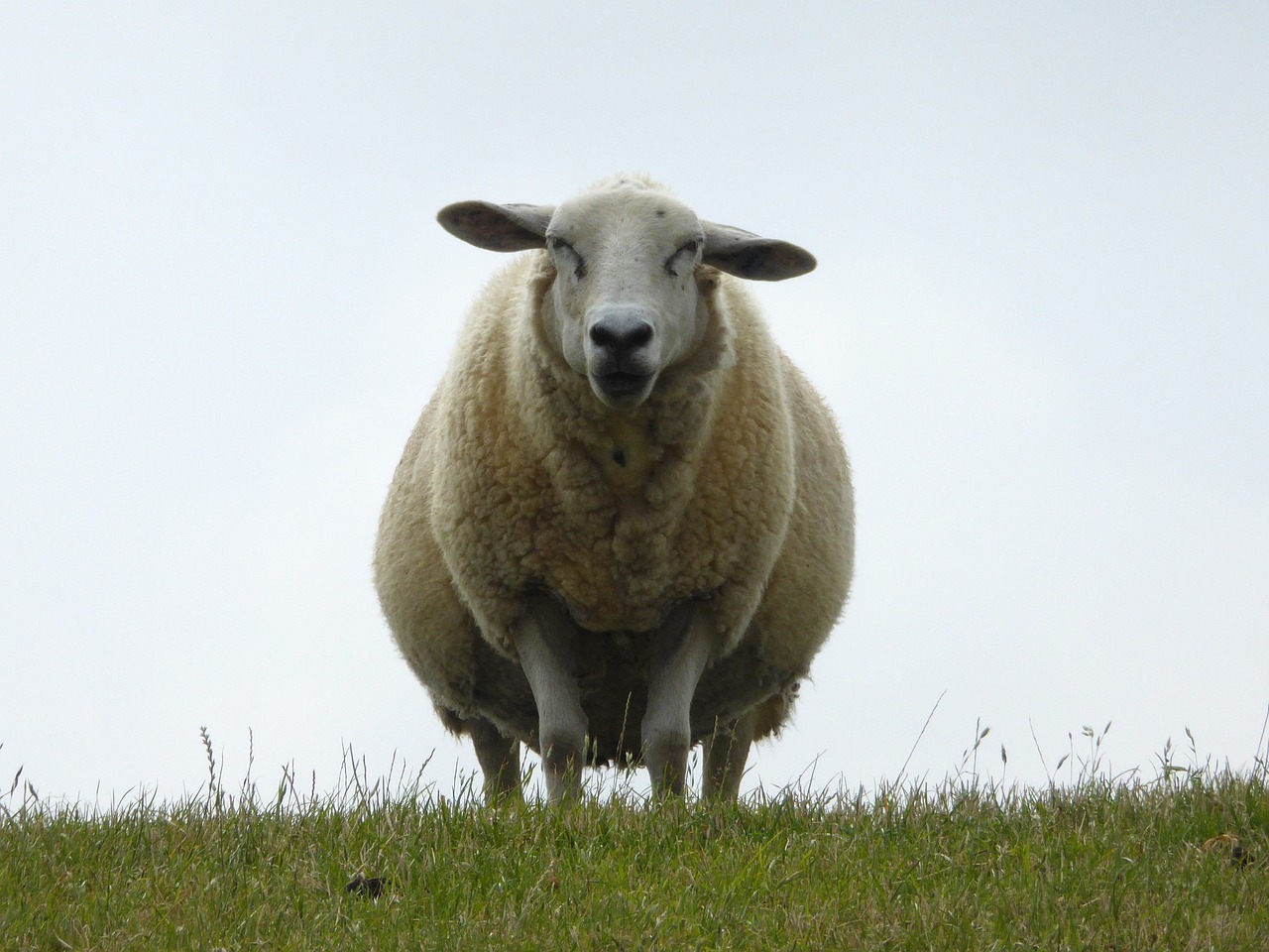 a sheep standing on top of a lush green field, a picture, by Robert Brackman, flickr, figuration libre, big cheeks, overcast, a fat, white muzzle and underside