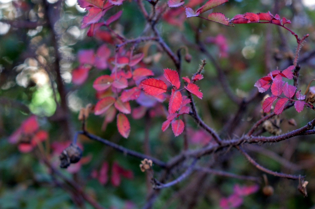 a close up of a tree with red leaves, a photo, by Alison Watt, rose-brambles, multicolored weed leaves, rosa bonheurn, deep colour\'s