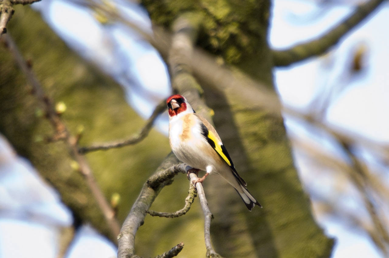 a small bird sitting on top of a tree branch, inspired by Gillis d'Hondecoeter, flickr, happening, some red and yellow, pale head, gorgeous lady, 1 male