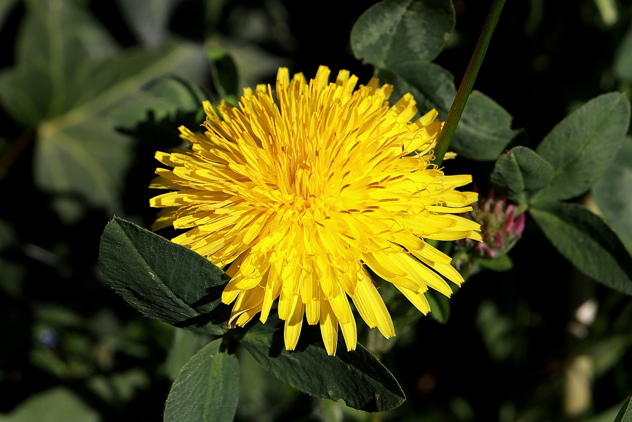a close up of a yellow flower with green leaves, by Stefan Gierowski, pixabay, hurufiyya, dandelion, various posed, a bald, sharp detail