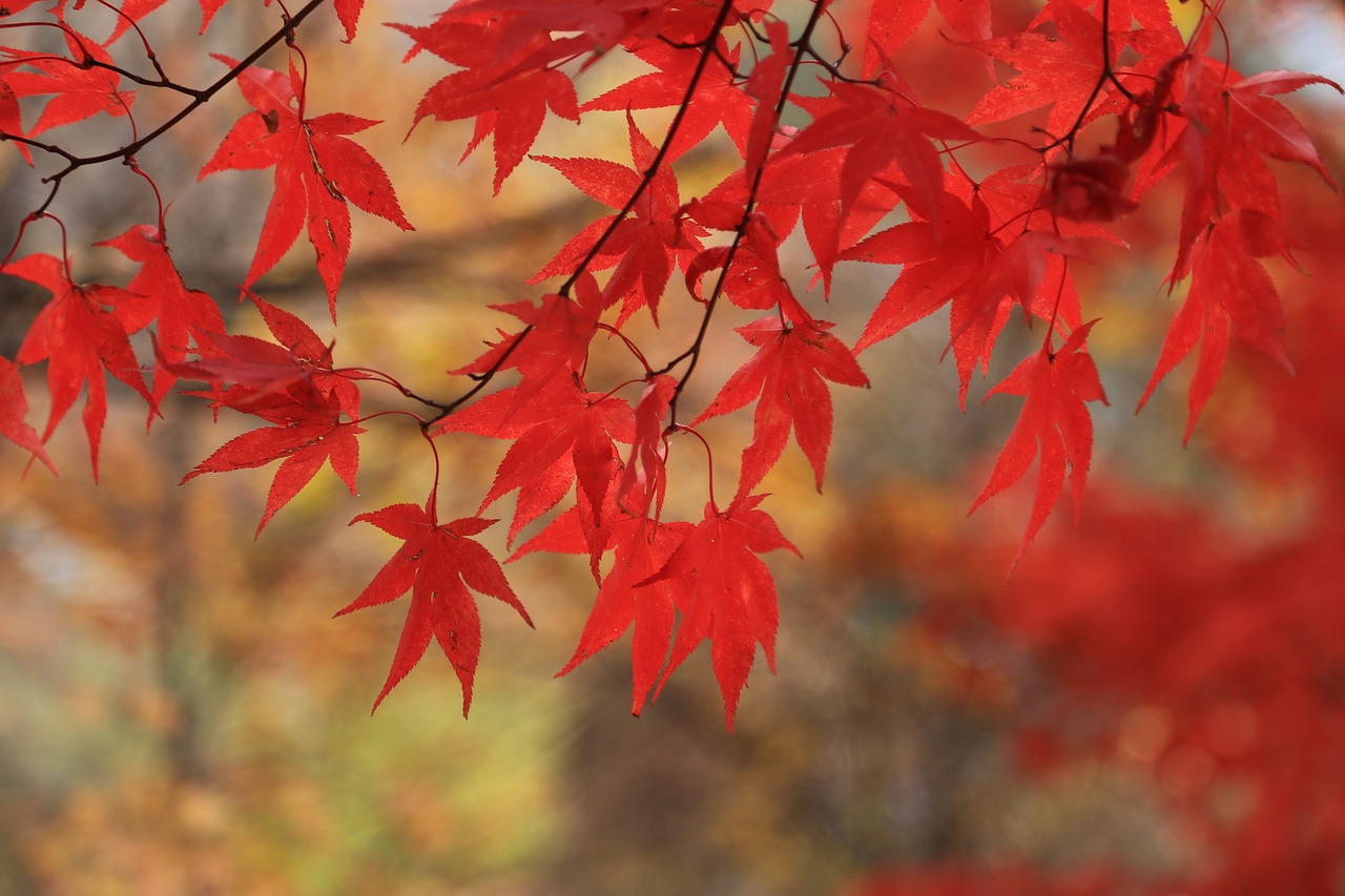 a close up of red leaves on a tree, sōsaku hanga, vertical wallpaper, fire red, no gradients, complementary colour