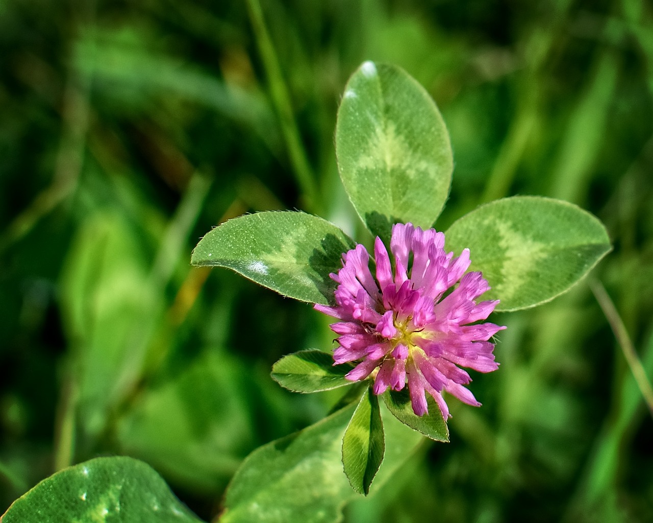 a pink flower sitting on top of a lush green field, a macro photograph, clover, wild foliage, celtic vegetation, 5 5 mm photo