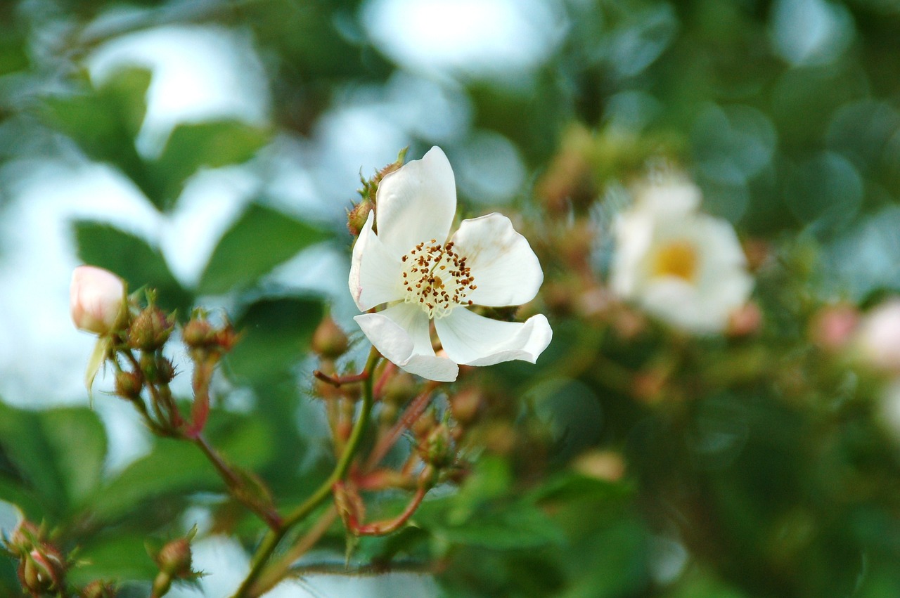 a close up of a flower with a blurry background, a picture, romanticism, rose-brambles, white flowers, img _ 9 7 5. raw, honey