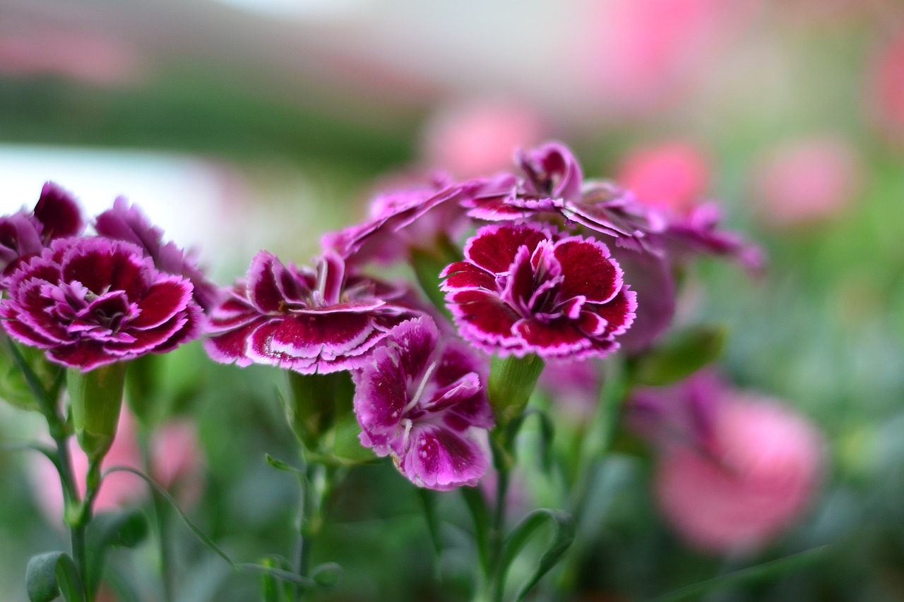 a group of pink flowers sitting on top of a lush green field, a portrait, arabesque, carnation, 7 0 mm photo, maroon and white, violet color