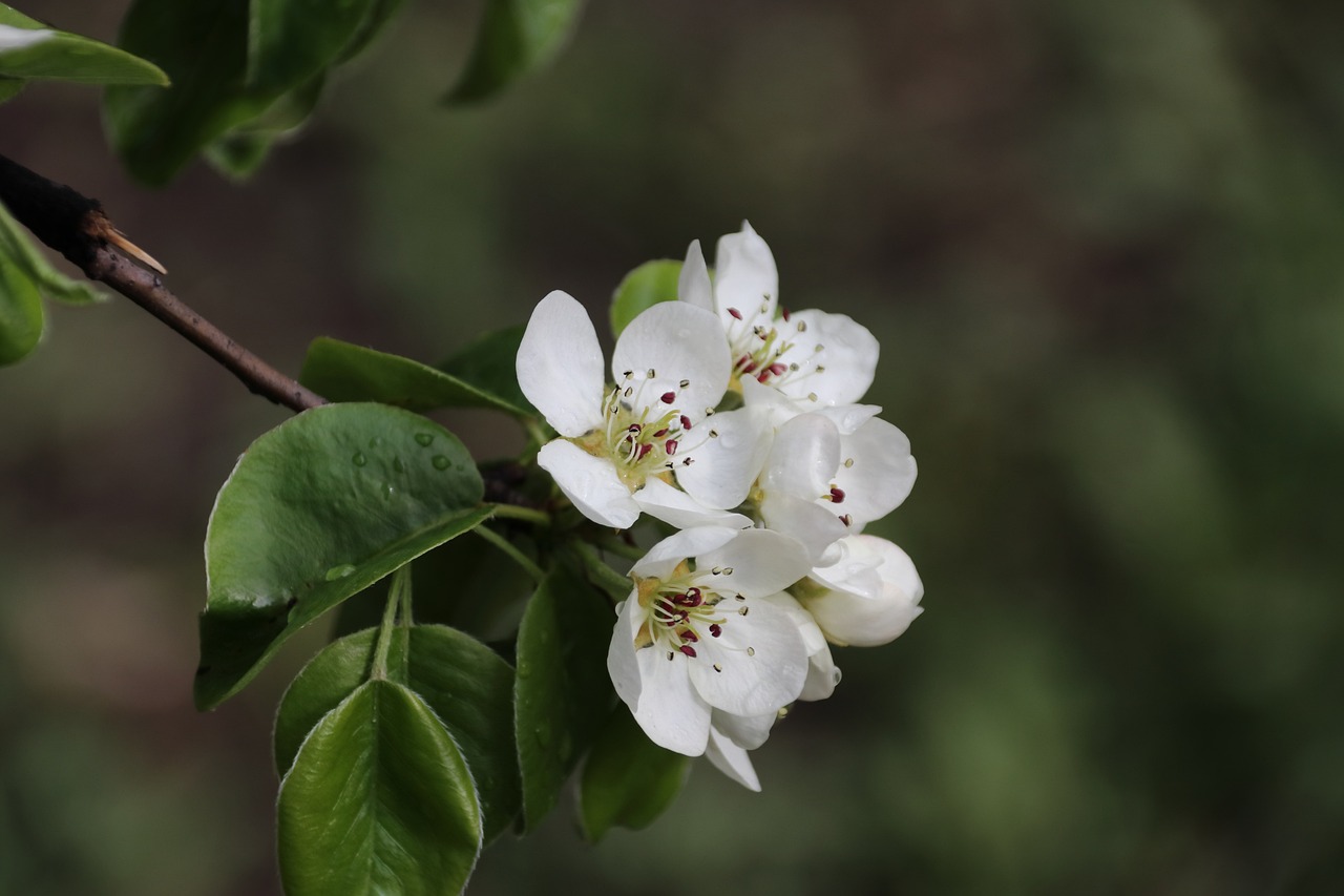 a close up of a white flower on a tree, a portrait, by Emanuel de Witte, pixabay, pear, various posed, slight overcast weather, apples