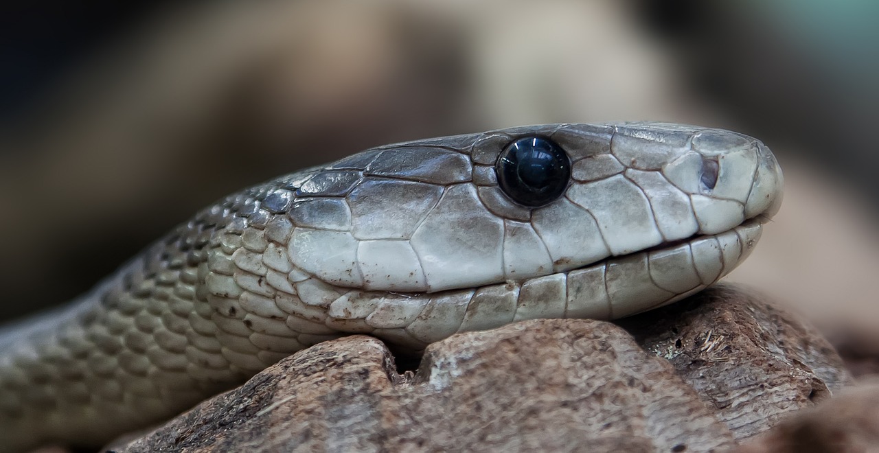 a close up of a snake on a rock, a portrait, by Matija Jama, trending on pixabay, silver eyes, 🦩🪐🐞👩🏻🦳, white head, innocent face