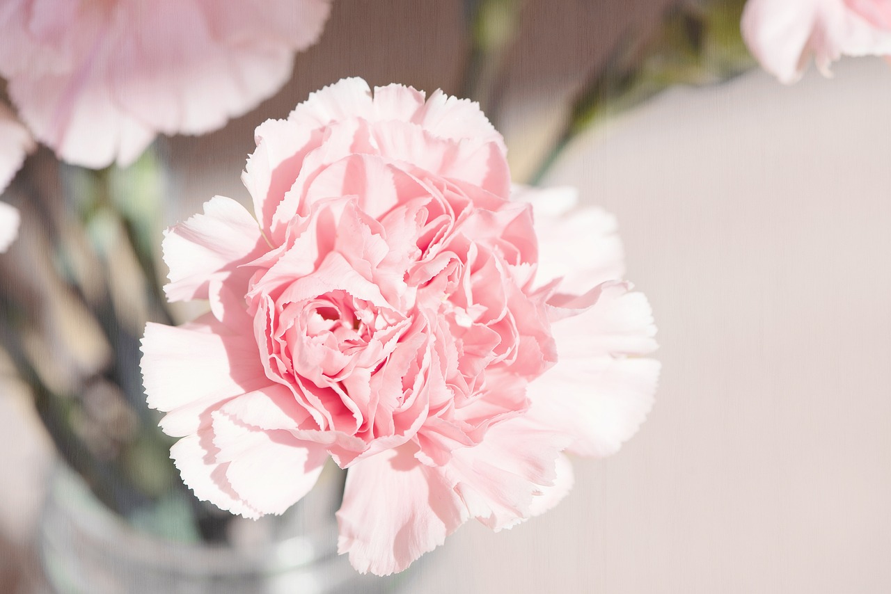 pink carnations in a glass vase on a table, a pastel, by Rhea Carmi, pexels, romanticism, photo of a rose, overexposed sunlight, dynamic closeup, stock photo
