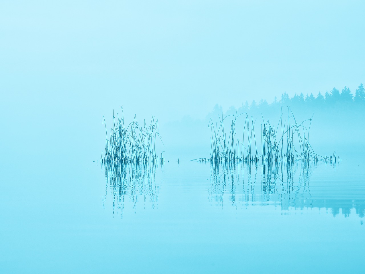 a body of water surrounded by trees on a foggy day, a picture, by Matthias Weischer, minimalism, soft blue tones, reeds, sergey zabelin, calm vivid colors