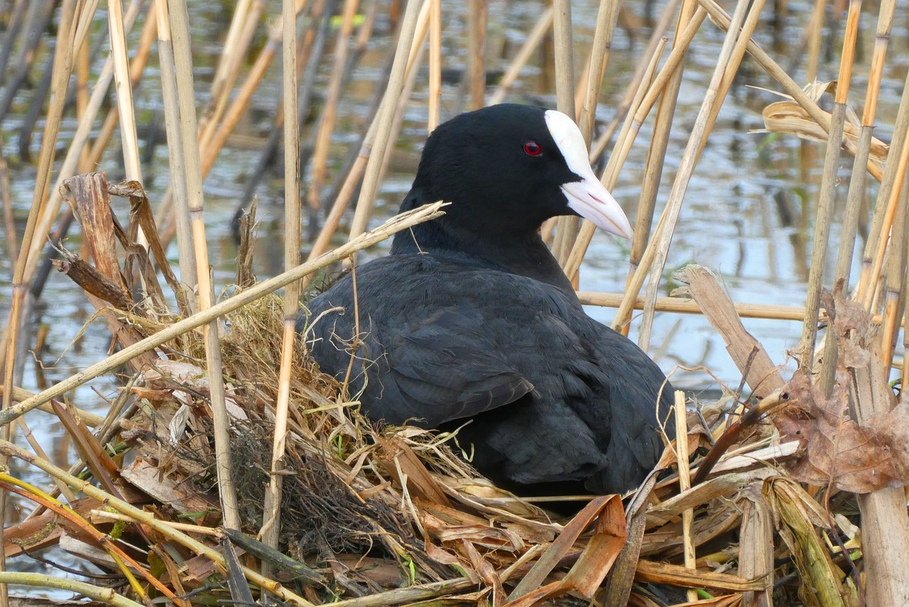 a black bird sitting on top of a nest, a portrait, by Jacob Duck, flickr, black swan, a bald, marsh, file photo