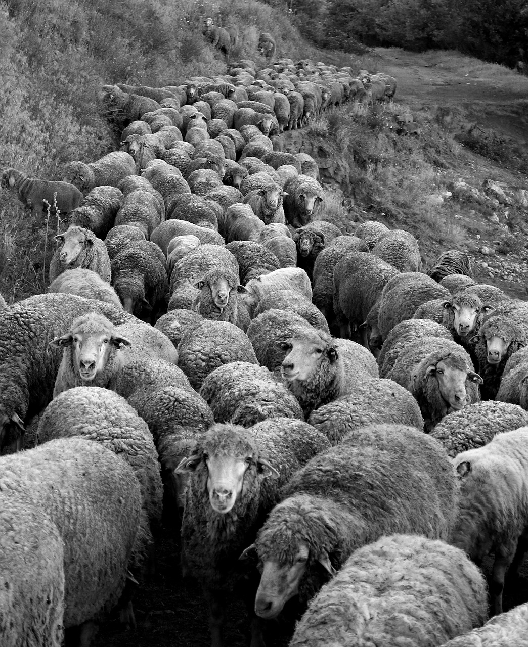 a black and white photo of a herd of sheep, by Mirabello Cavalori, about to step on you, highly realistic”, cult leader, peter palombi